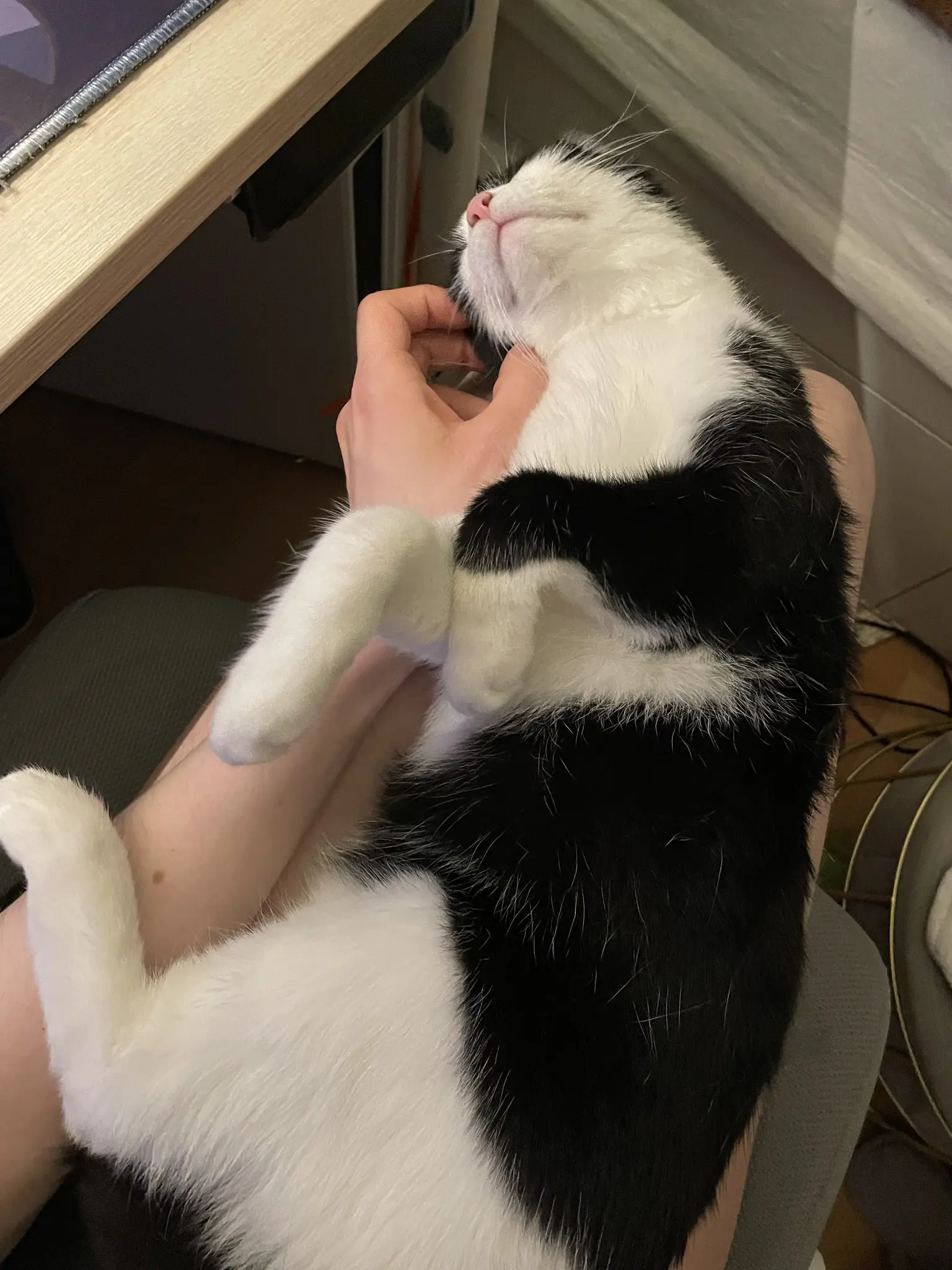 POV photograph of a black and white cat laying on its back, exposing its soft belly. The cat is laying on the lap of the person taking the picture, who themselves is sitting on a desk chair. The cats' chin and pink nose are visible, and the cat looks very content overall