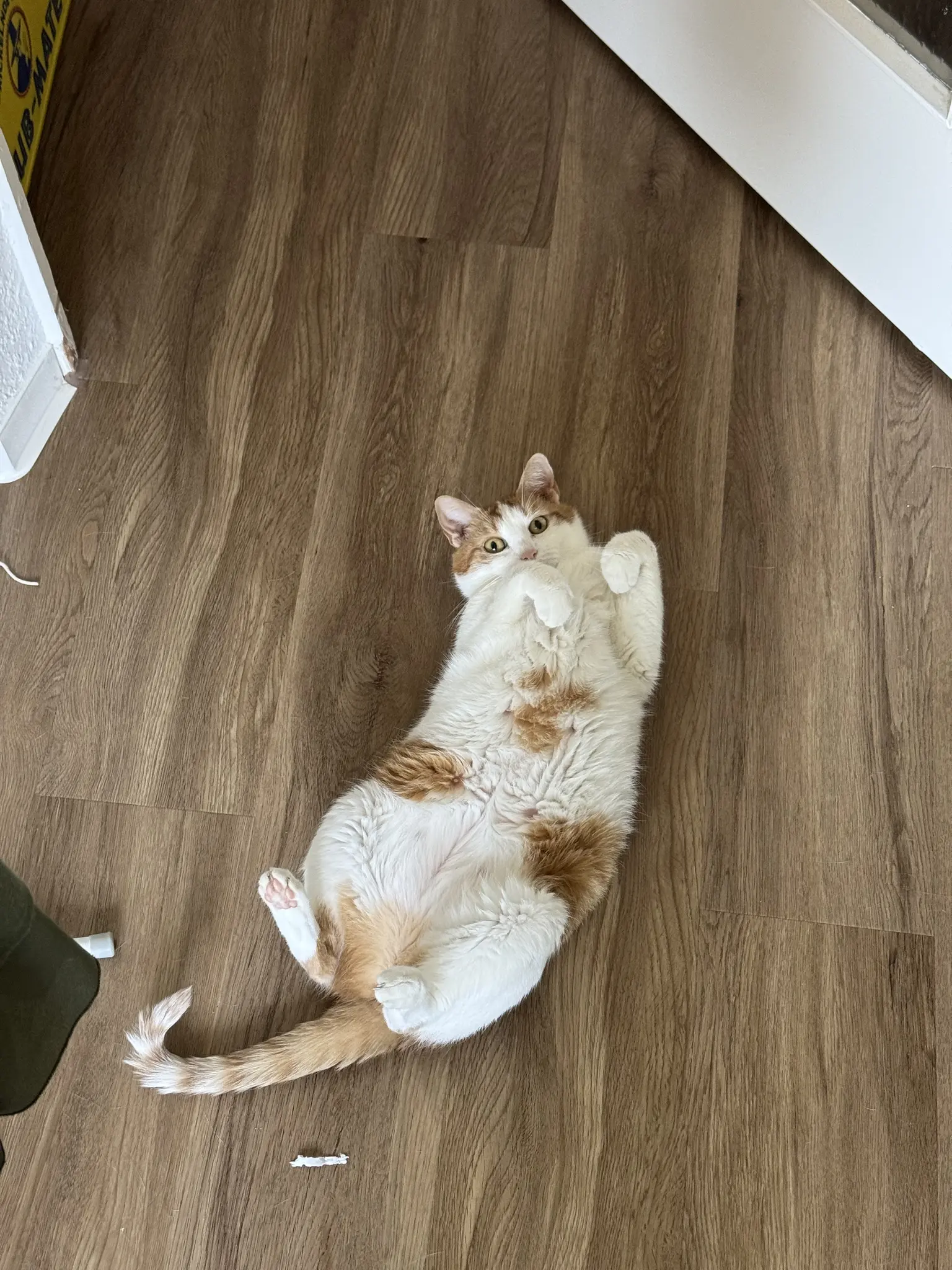 Photo of a slightly chonky orange-white cat laying on her back on the floor, with her tail curled like the letter J, and her front paws curled inwards. She's looking at the camera and hiding half her face behind her paw. Her tummy looks very fluffy and inviting for pats