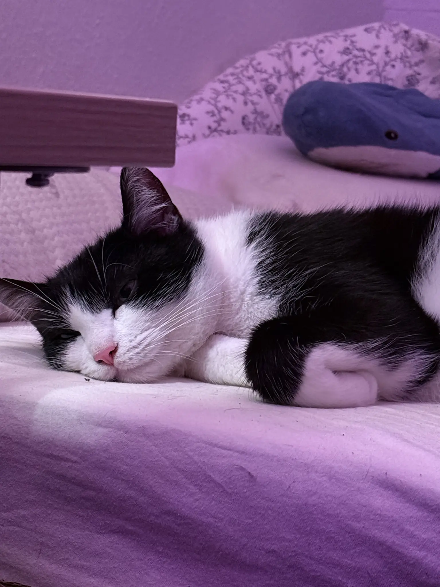 Photo, showing a black and white cat lying on a bed under purple lighting. Cat rests next to a blue deflated mini blahaj toy