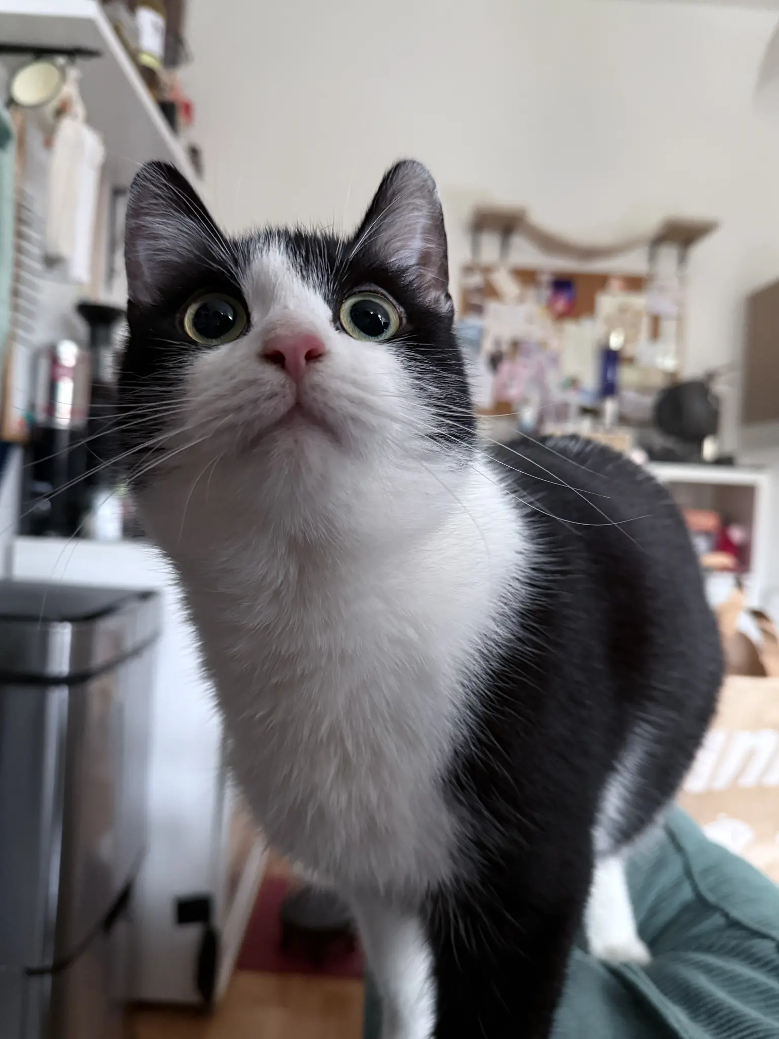 Photo of a black and white cat looking closely into the camera in an indoor setting. Cat, named "Fish", has green eyes, a pink nose, and white fur on its ches